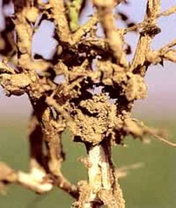 uploads/images/pest/termite rose.jpg
